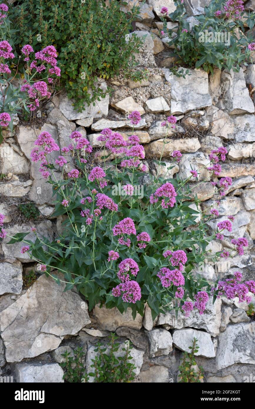 Valeriana rossa, Centrenthus ruber, coltivando a secco Stone Wall Provenza. ASA Spur Valerium, Kiss-me-quick, Fox's Brush, Devil's Beard o Jupiter's Beard Foto Stock