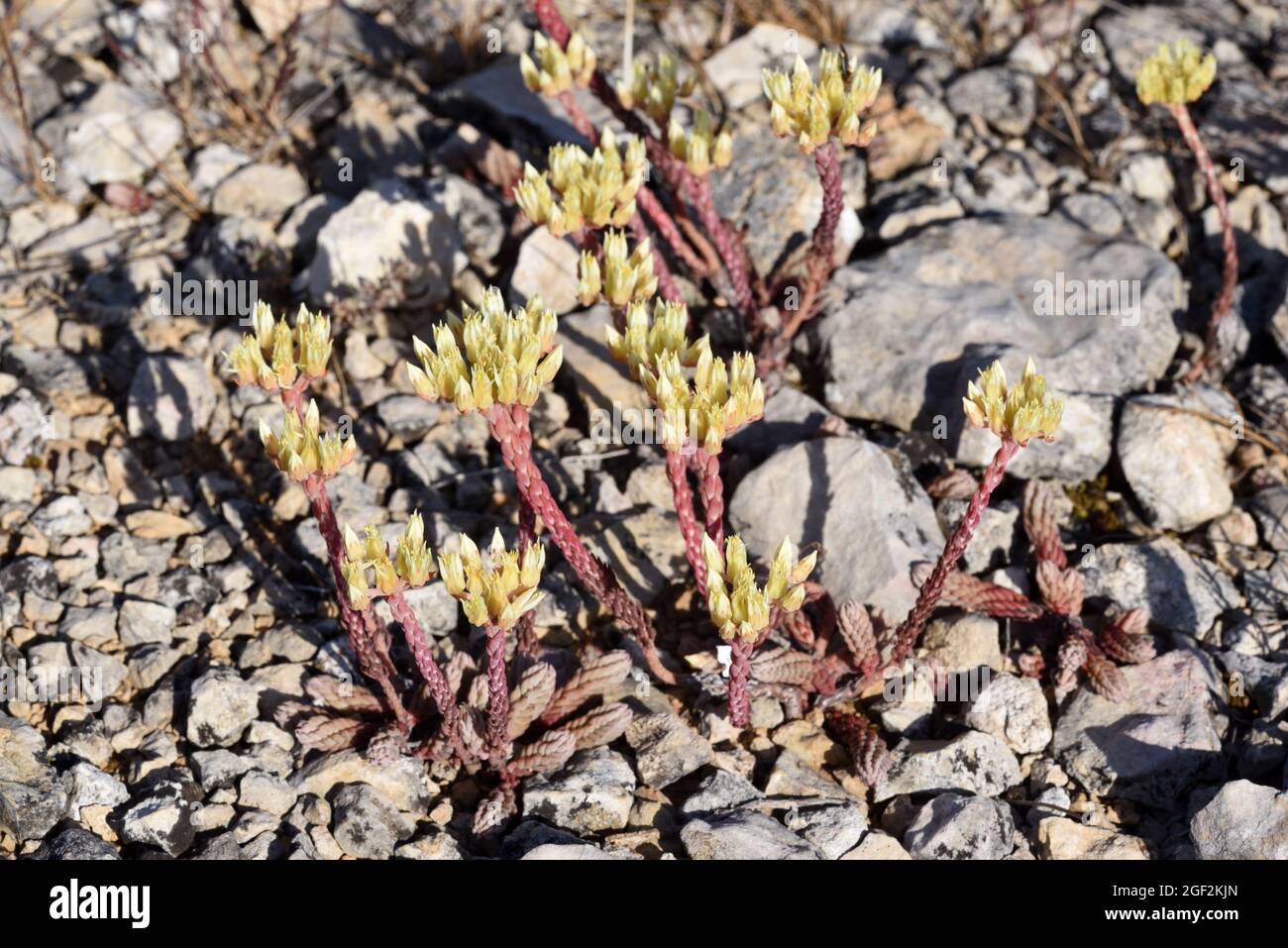 European Stonecrop Sedum ochroleucum che cresce nel Rocky Maquis o Garrigue della Provenza Francia Foto Stock