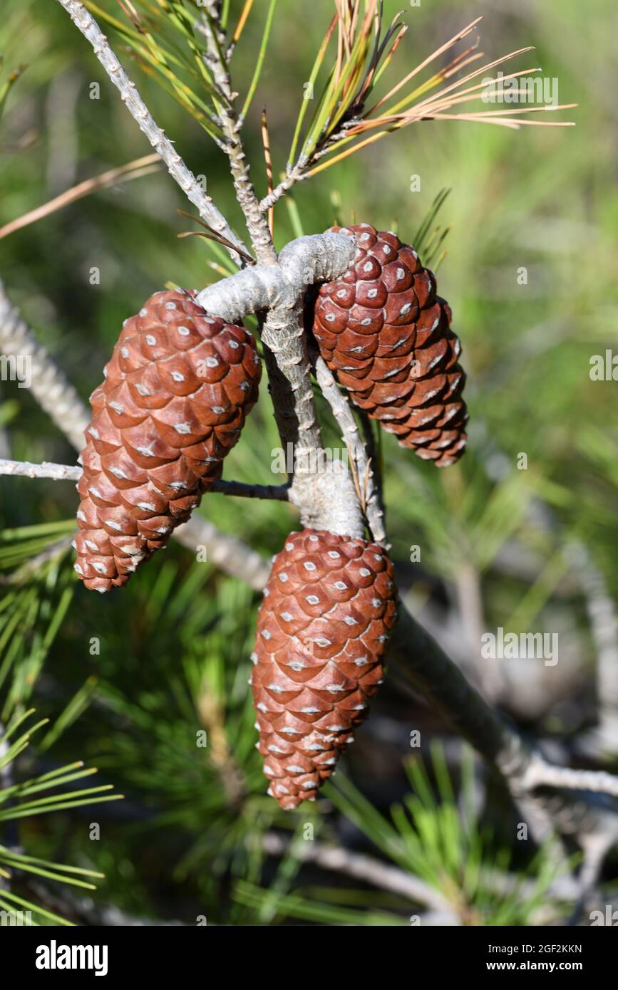 Coni di pino Aleppo, coni di conifere o coni di semi, Pinus halepensis Foto Stock