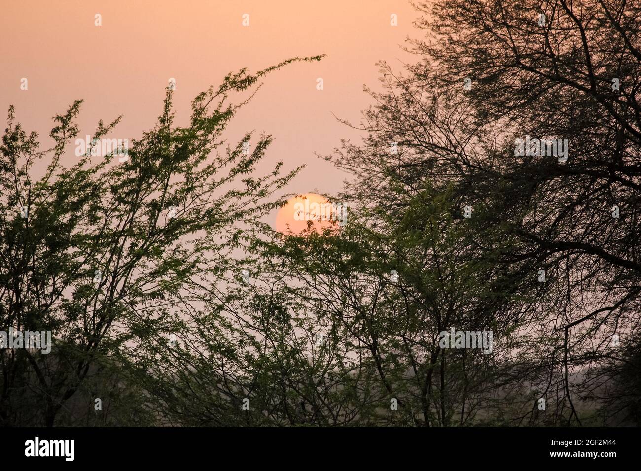 Bellissimo cielo al tramonto attraverso i rami dell'albero. Keoladeo National Park a Bharatpur, India. Foto Stock