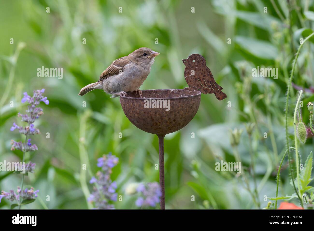 Casa passera (Passer domesticus), giovane uccello che beve da un bagno di uccelli nel giardino , Germania Foto Stock