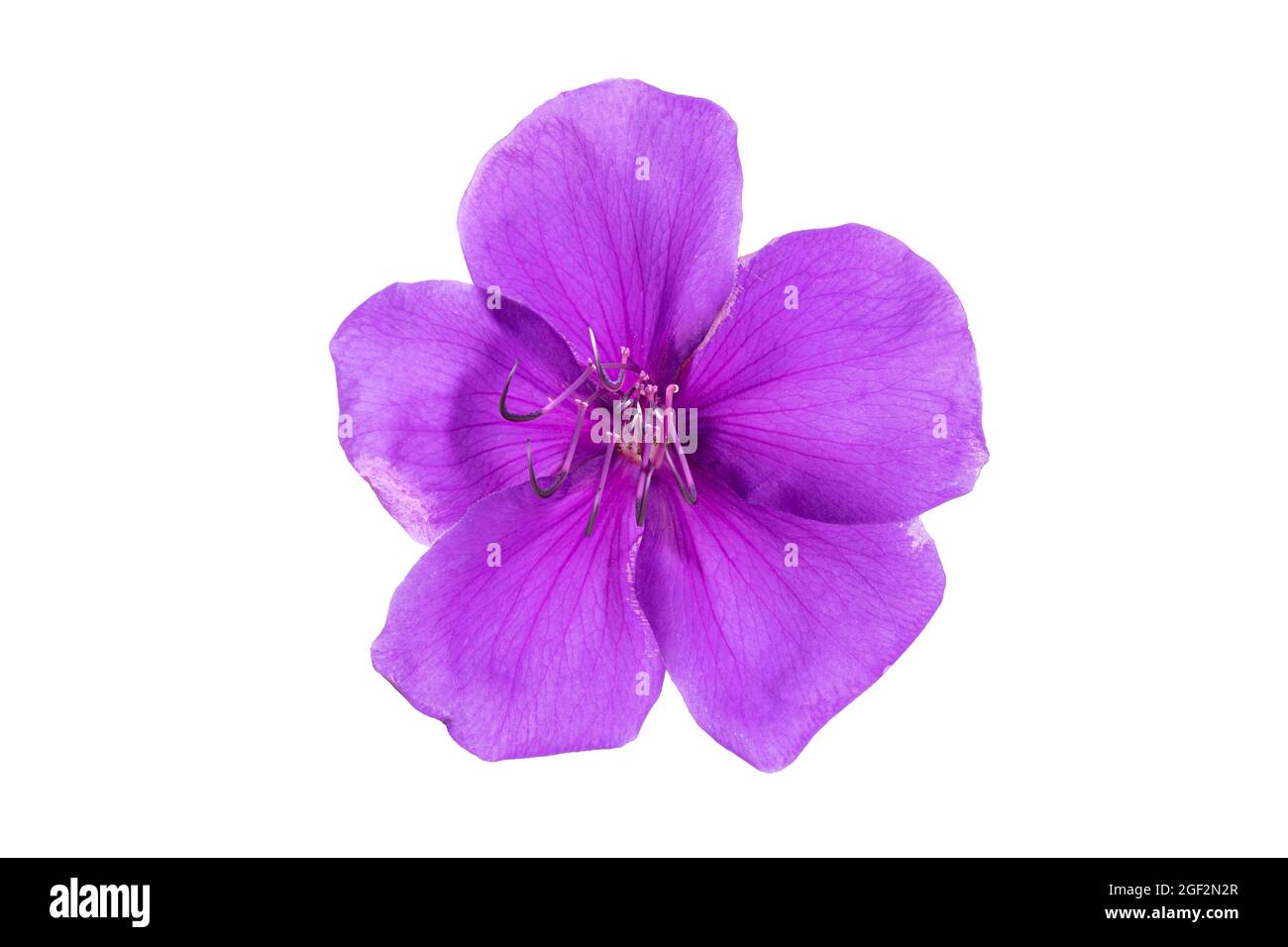 Tibouchina fiore in piena fioritura isolato in bacckground bianco. Tibouchina urvilleana Foto Stock