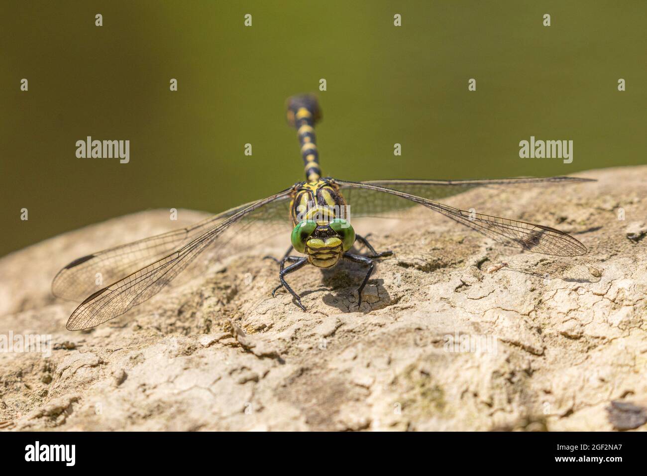 Piccolo pincertail, Dragonfly con l'occhio verde e la coda di un gancio (Onychogomphus forcipatus), maschio siede su una pietra in un fiume, vista frontale, Germania, Baviera Foto Stock
