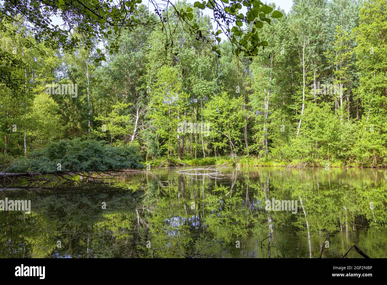 stagno in una foresta di pianura alluvione, immagine speculare di alberi sulla superficie d'acqua, Germania, Baviera Foto Stock