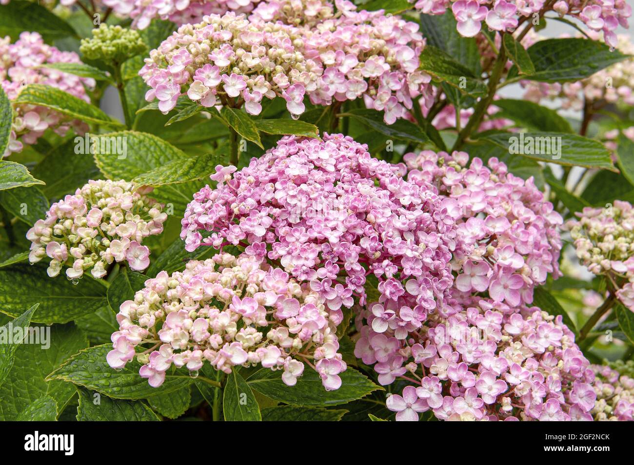 Ortangea giardino, berretto di pizzo hydrangea (Hydrangea macrophylla 'Ayesha', Hydrangea macrophylla Ayesha), coltivare in fiore Ayesha Foto Stock