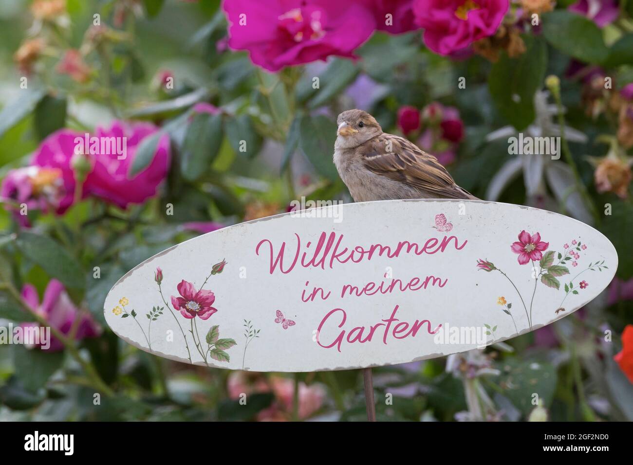 Casa passera (Passer domesticus), giovane uccello seduto su un cartello 'Benvenuti nel mio giardino', Germania Foto Stock