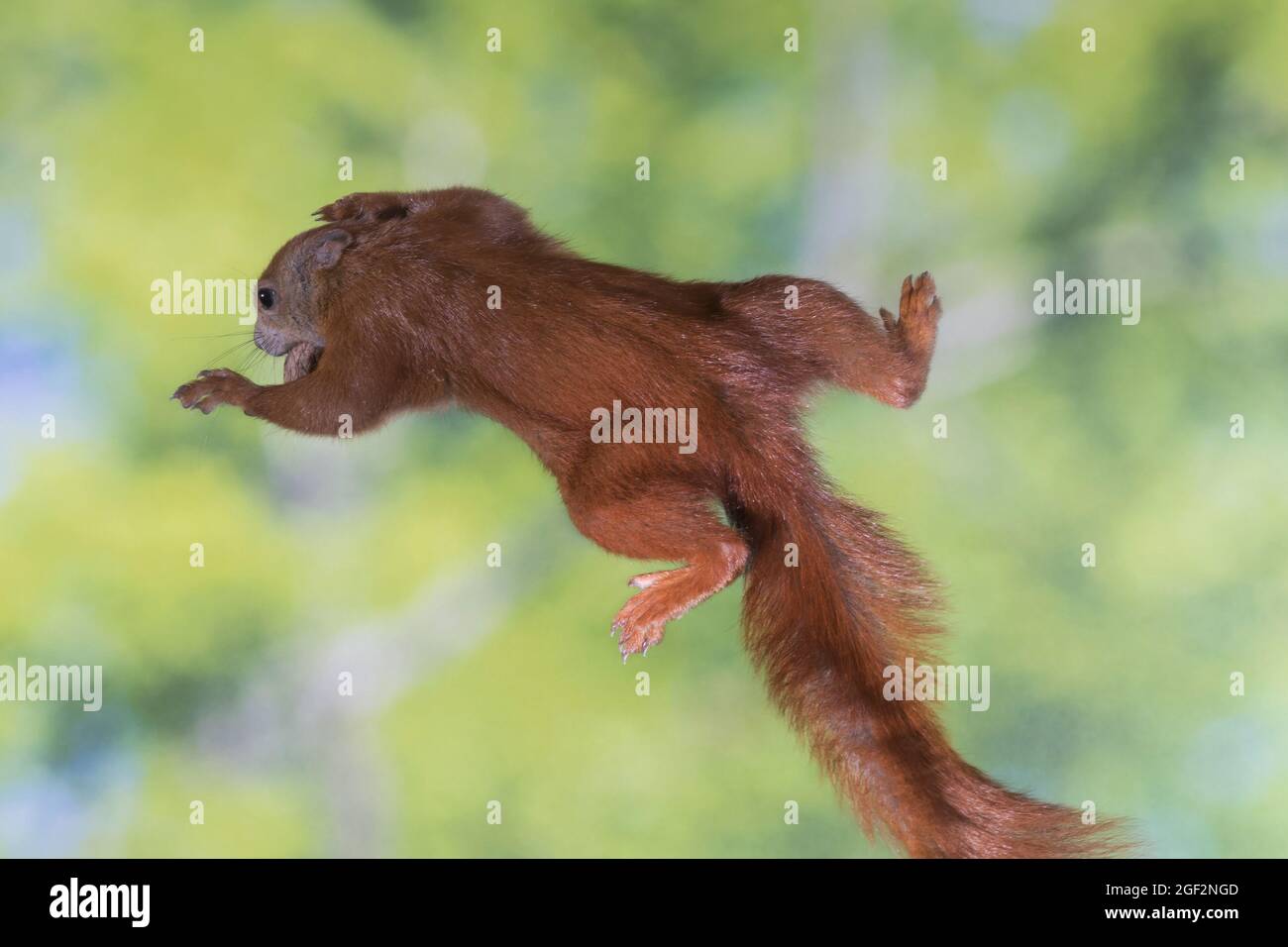 Scoiattolo rosso europeo, scoiattolo rosso eurasiatico (Sciurus vulgaris), nel salto, Germania Foto Stock