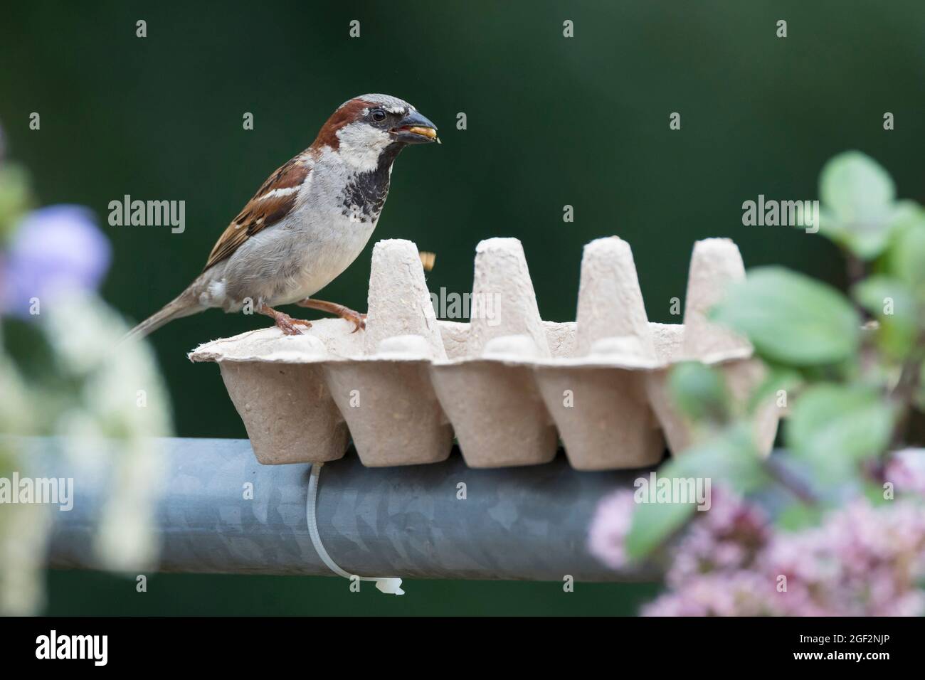 Casa passera (Passer domestica), mangiare maschio, cartone d'uovo è riempito di seme di uccello e fissato alla ringhiera con fascette serracavi, Germania Foto Stock