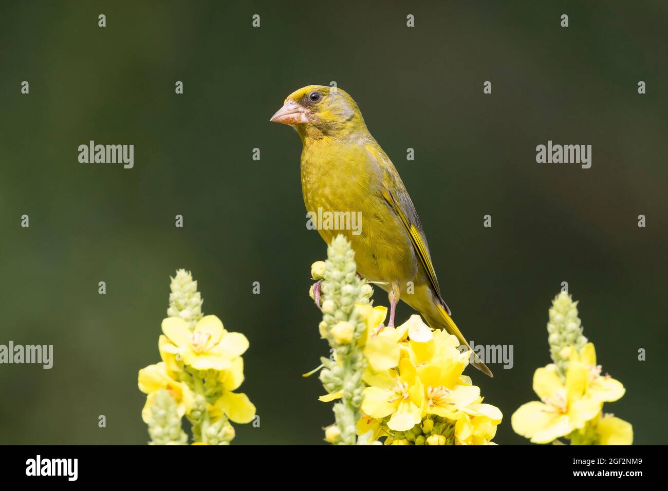 Verdfinch occidentale (Carduelis chloris, Chloris chloris), pacciamatura maschile su una trulea, Germania Foto Stock