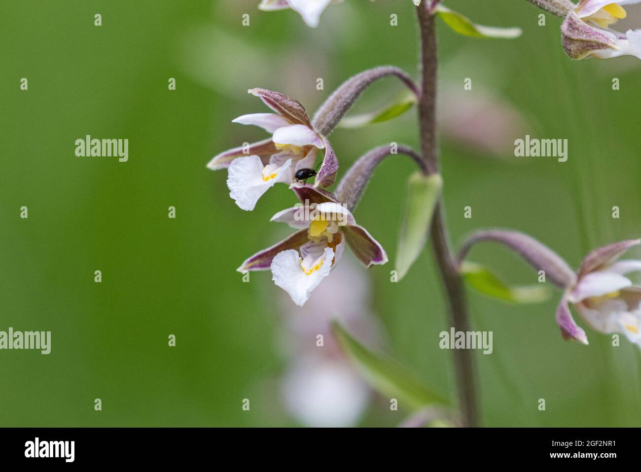 Marsh helleborine (Epipactis palustris), fiori, Germania, Baviera, Laufen Foto Stock