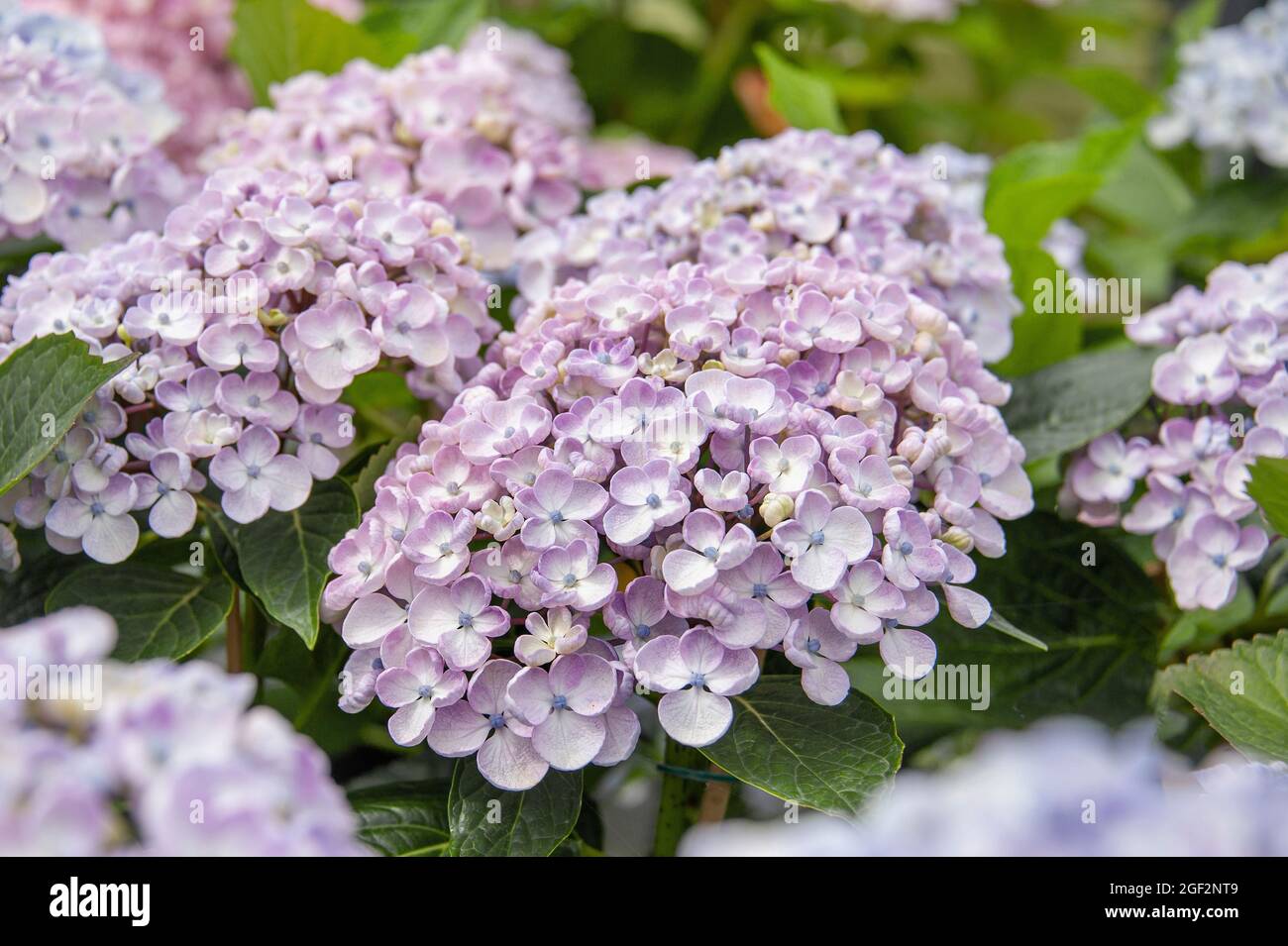 Ortangea giardino, berretto di pizzo hydrangea (Hydrangea macrophylla 'Ayesha', Hydrangea macrophylla Ayesha), coltivare in fiore Ayesha Foto Stock