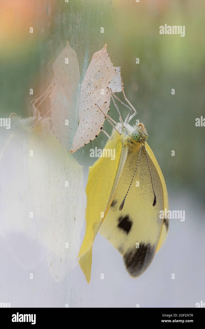 Piccolo bianco, farfalla di cavolo, verme di cavolo importato (Pieris rapae, Artogeia rapae), subito dopo la schiusa sull'esuvia, Germania, Baviera Foto Stock