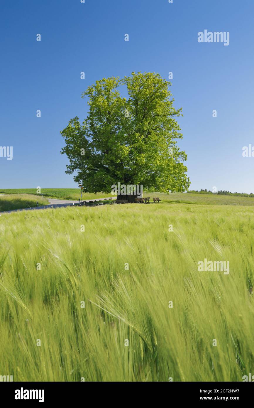 Tiglio a foglia larga, tiglio (Tilia platyphyllos), Linden albero di Linn, grande tiglio antico in piedi al bivio sotto un cielo blu, campo di grano Foto Stock