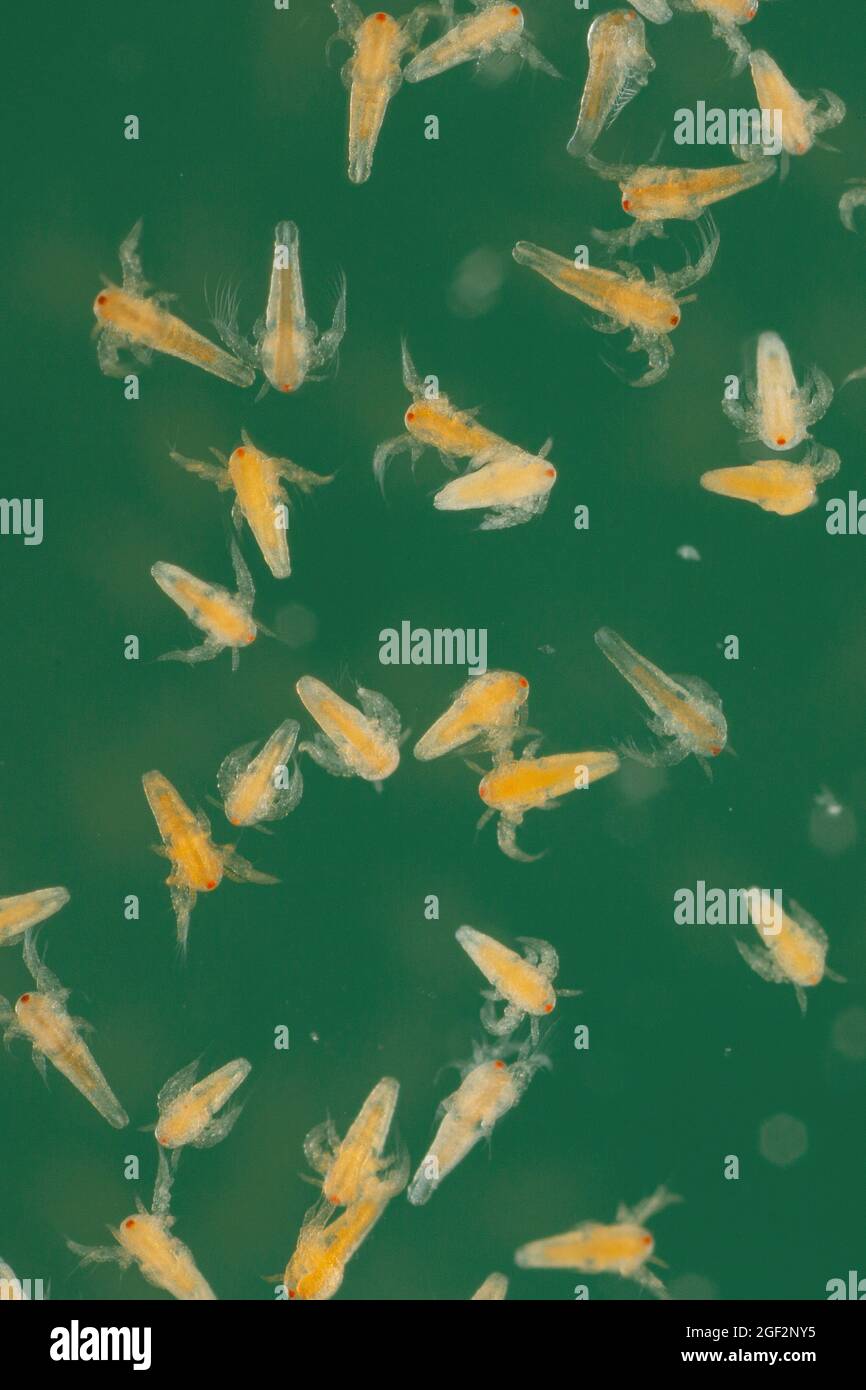 Gamberetti salamoia (artemia salina), nauplius larvae, Germania Foto Stock