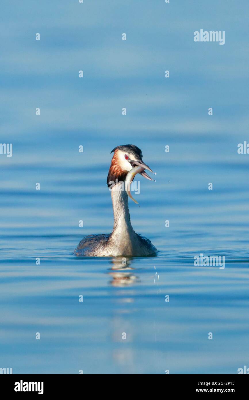 Grande grasso crestato (Podiceps cristatus), nuoto maschile in piombatura di allevamento con pesce nel suo becco , Svizzera Foto Stock