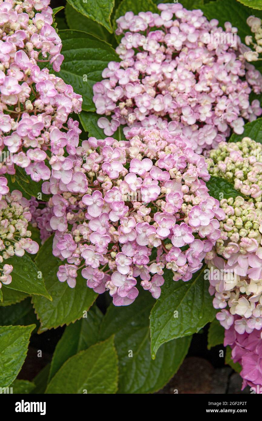 Ortangea giardino, berretto di pizzo hydrangea (Hydrangea macrophylla 'Ayesha', Hydrangea macrophylla Ayesha), coltivare in fiore Ayesha Foto Stock