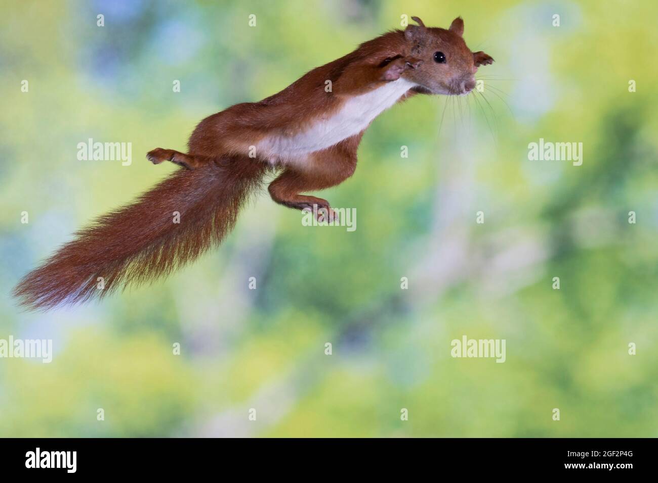 Scoiattolo rosso europeo, scoiattolo rosso eurasiatico (Sciurus vulgaris), nel salto, vista laterale, Germania Foto Stock