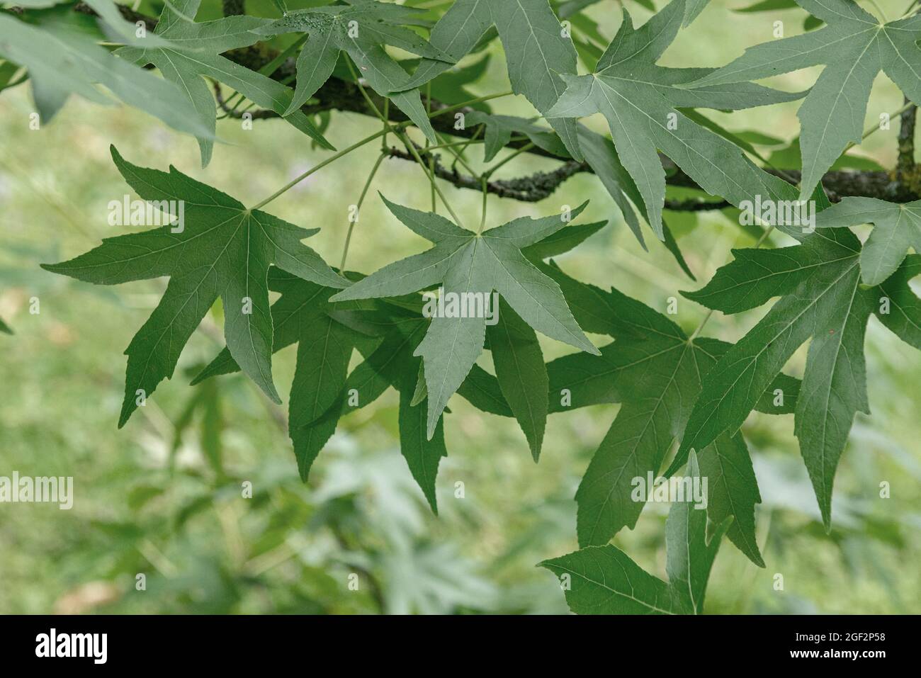 Noce satinata, gomma dolce, gomma rossa (Liquidambar styraciflua 'Worplesdon', Liquidambar styraciflua Worplesdon), foglie di Worplesdon cultivar Foto Stock