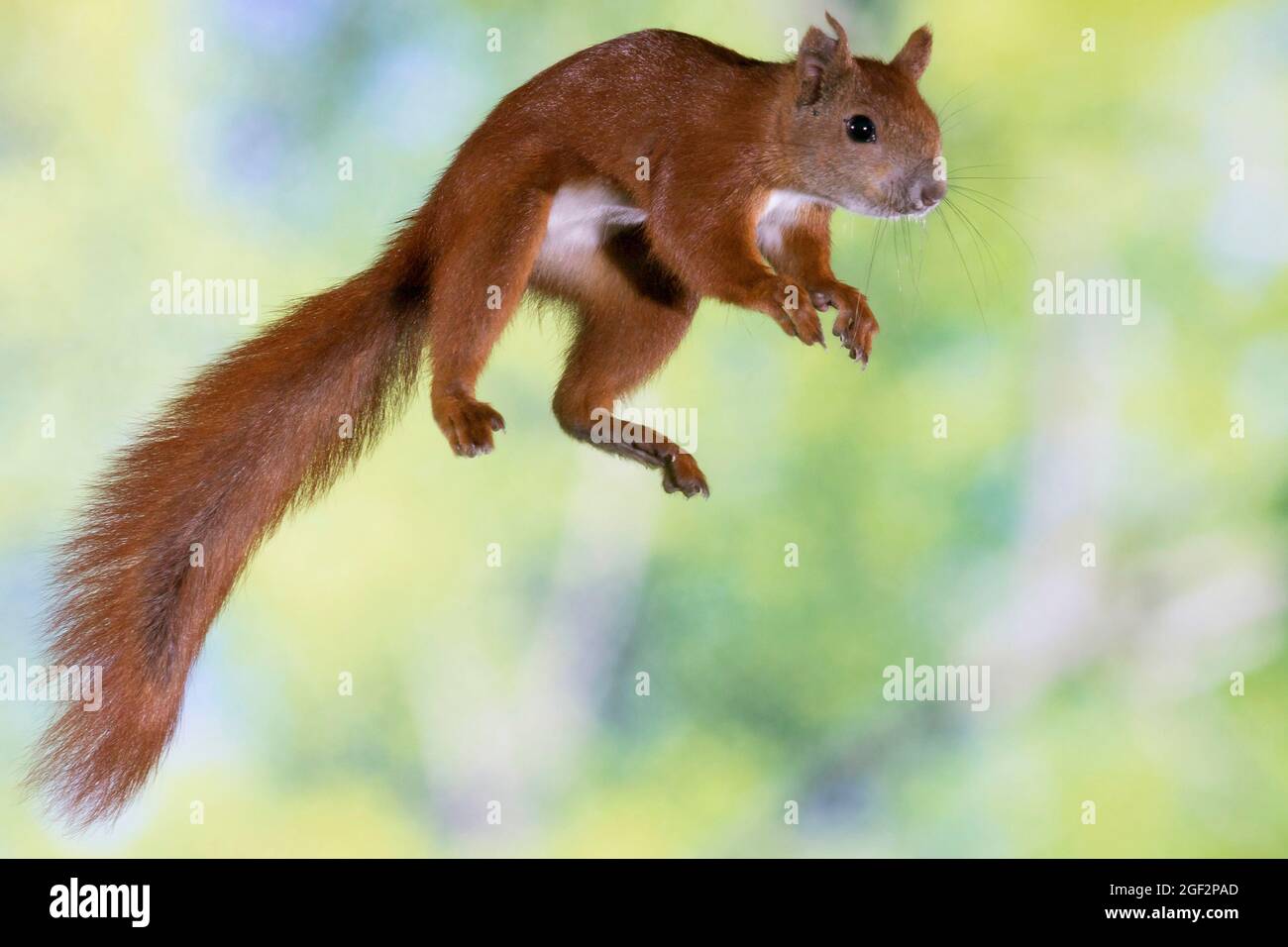 Scoiattolo rosso europeo, scoiattolo rosso eurasiatico (Sciurus vulgaris), nel salto, vista laterale, Germania Foto Stock
