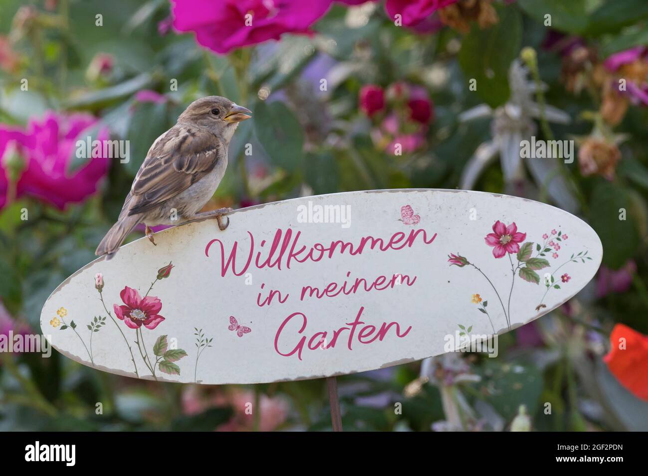 Casa passera (Passer domesticus), giovane uccello seduto su un cartello 'Benvenuti nel mio giardino', Germania Foto Stock