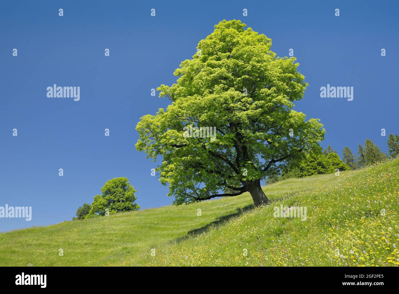 Acero sycamore, acero grande (Acer pseudoplatanus), acero sycamore libero in un prato sping vicino Ennetbuehl, Toggenburg, Svizzera, St. Foto Stock