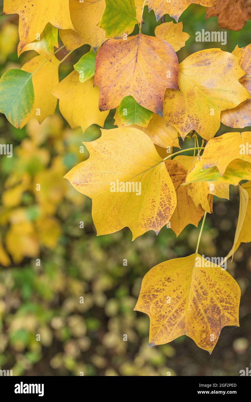 tulipano (Liriodendron tulipifera), foglie autunnali su un ramo, Germania Foto Stock