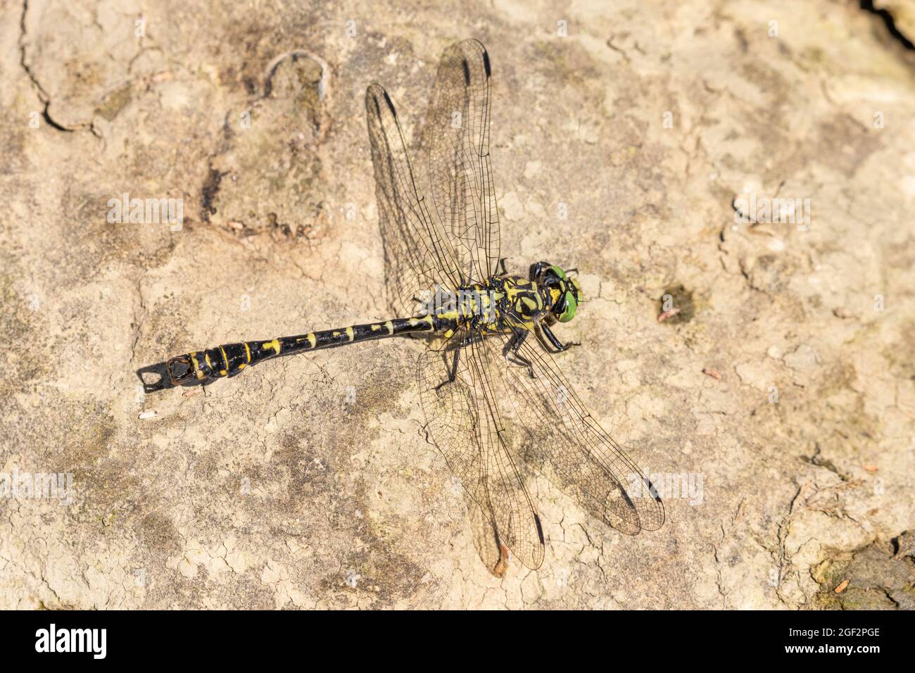 Piccolo pincertail, Dragonfly con l'occhio verde e la coda di un gancio (Onychogomphus forcipatus), maschio siede su una pietra in un fiume, Germania, Baviera Foto Stock