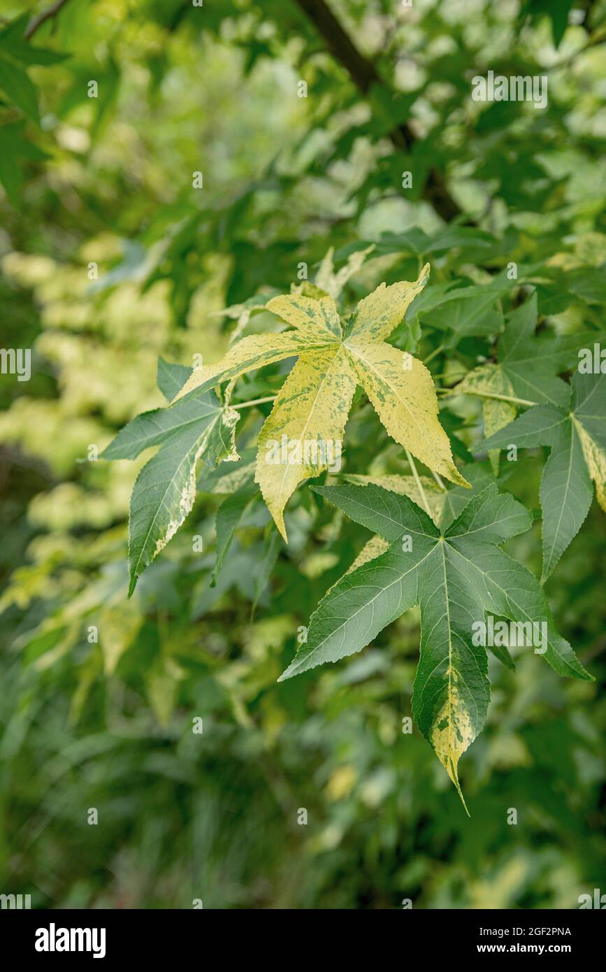 Noce satinata, Gum dolce, Gum rosso (Liquidambar styraciflua 'Aurea', Liquidambar styraciflua Aurea), foglie di cultivar Aurea Foto Stock