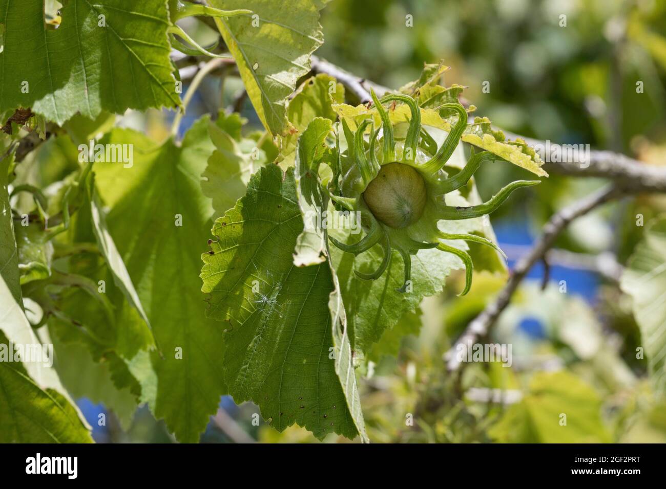 Nocciola turca (Corylus colurna), frutta su un ramo Foto Stock