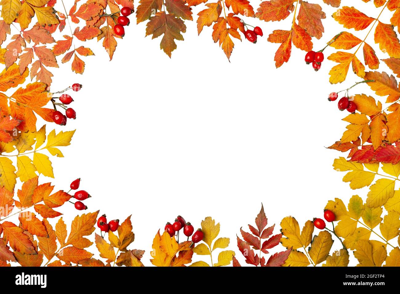 Sfondo autunno. Una cornice fatta di foglie d'autunno. Banner autunnale.  Sfondo con spazio di copia. Orizzontale. Vista dall'alto Foto stock - Alamy