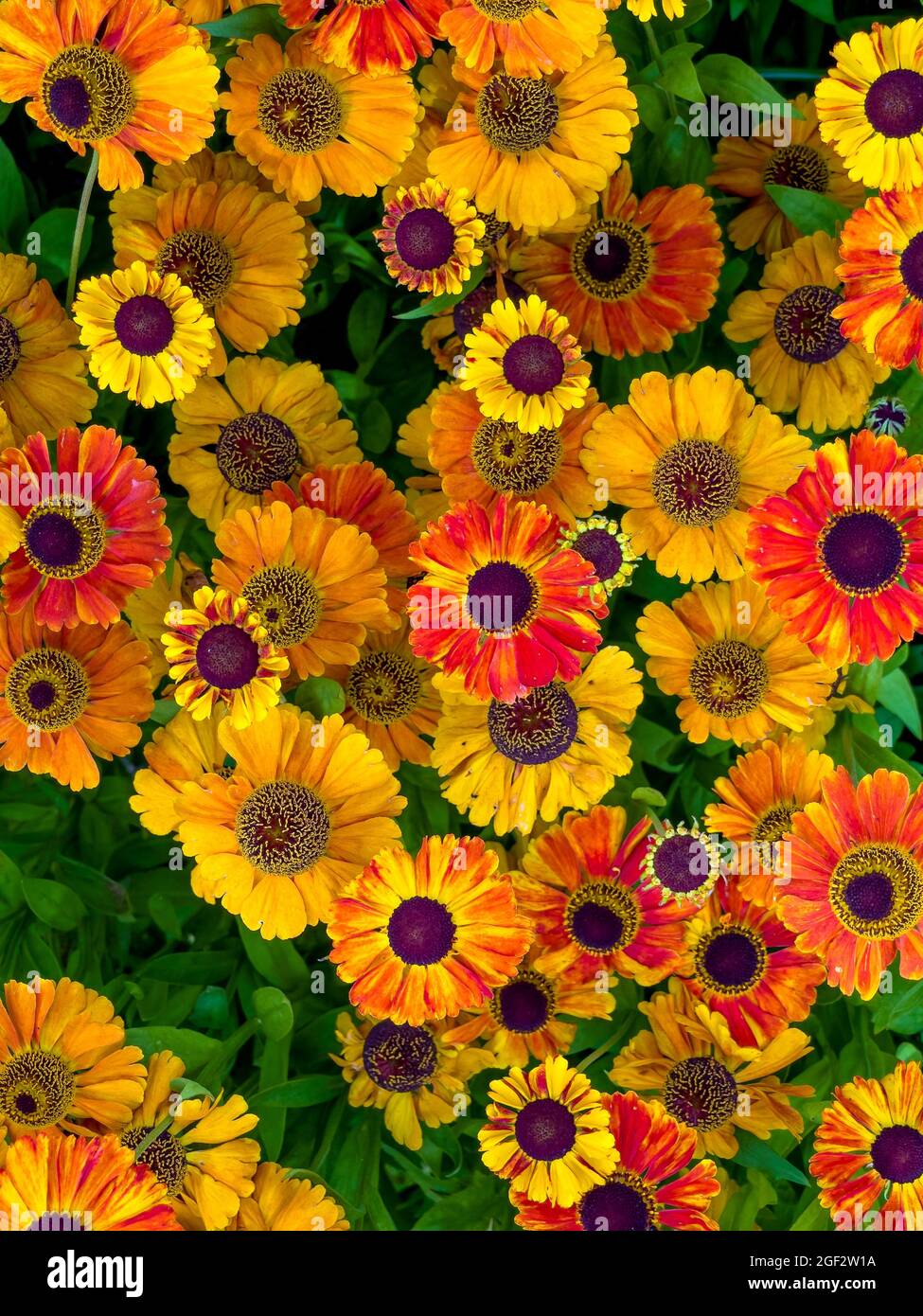 Vista dall'alto dei fiori di Helenium gialli e arancioni Foto Stock