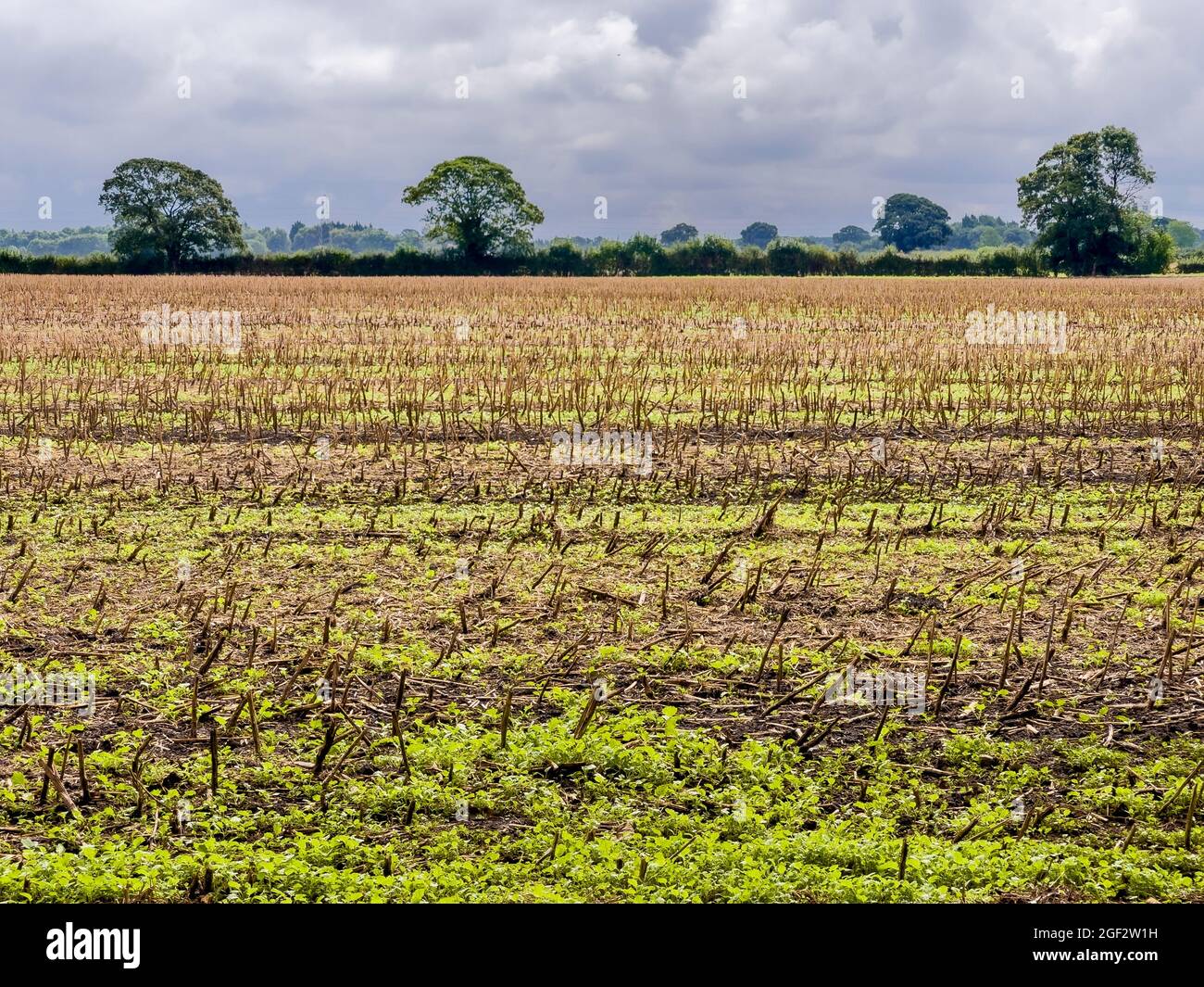 Colza su campo stoppie dopo la raccolta Foto Stock