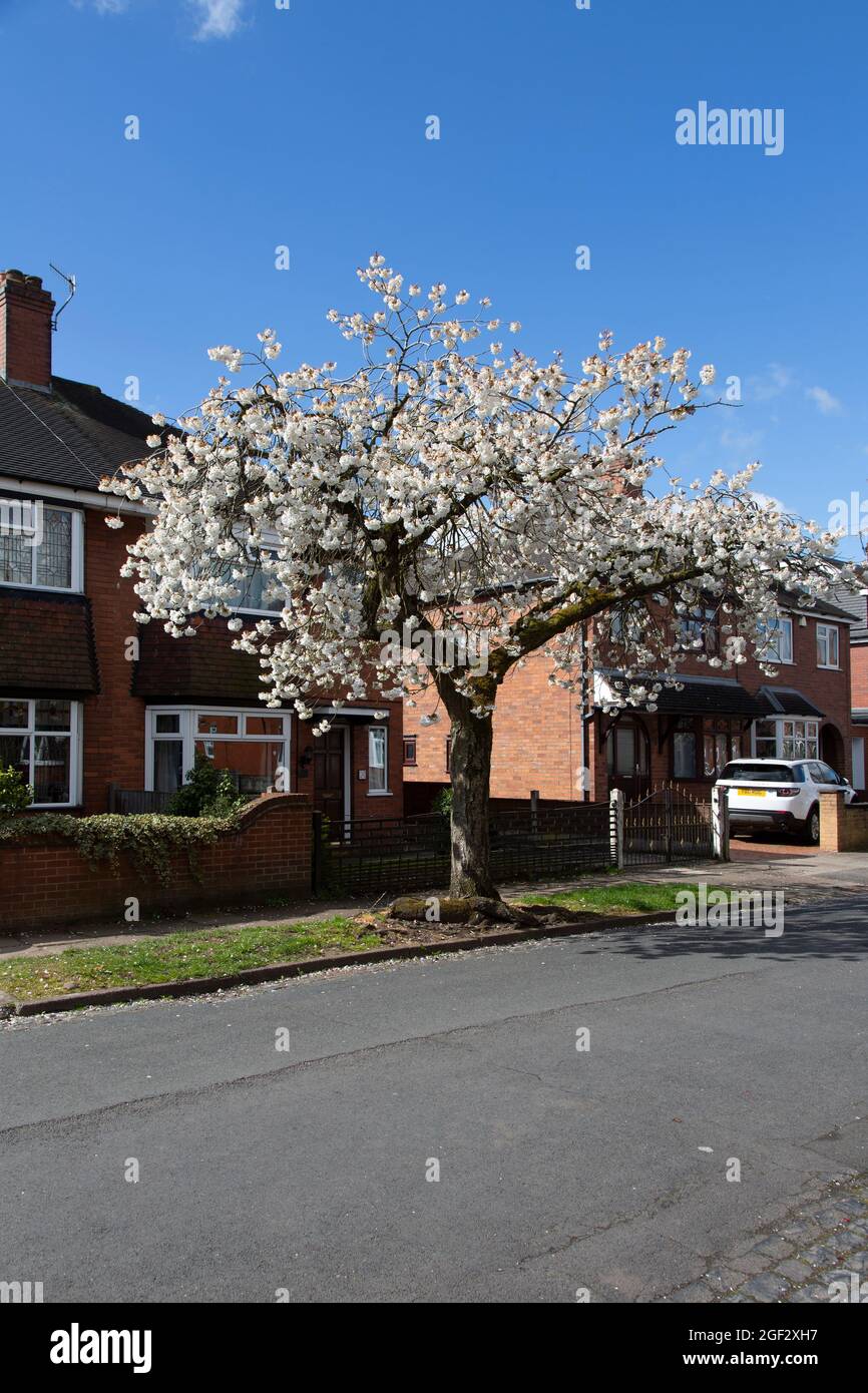 Ciliegio fiorito, Prunus 'Tai Haku' albero di strada, Stoke on Trent, Staffordshire Foto Stock
