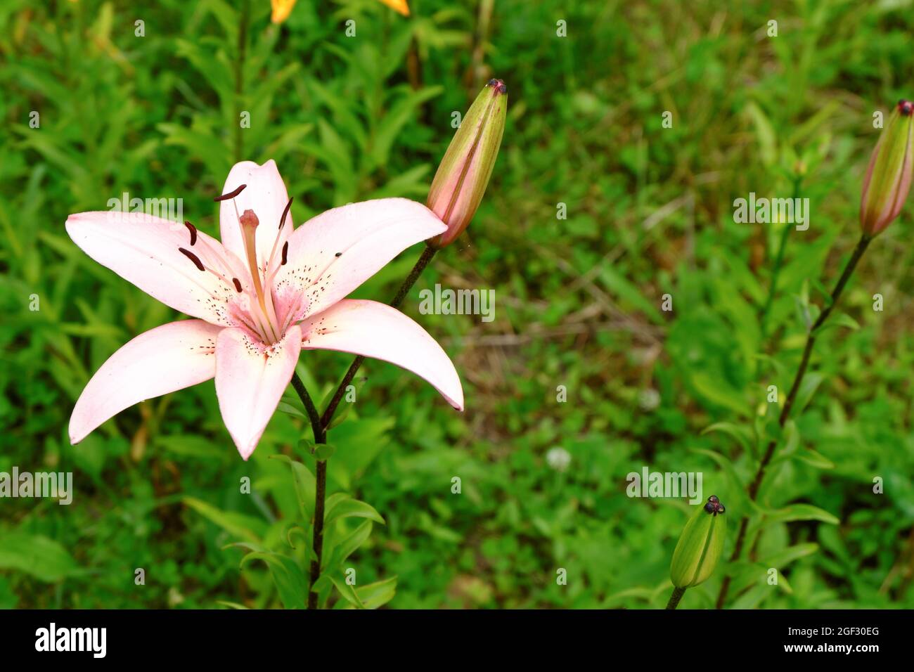 Un fiore rosa con polline versato e boccioli inaperti di un giglio selvatico. Messa a fuoco selettiva. Foto Stock