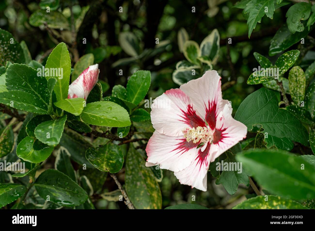 Fiore di ibisco bianco in una siepe, Alsazia, Francia. Primo piano su un  fiore bianco di ibisco. Il cuore del fiore è decorato con grandi vene  vermiglio Foto stock - Alamy