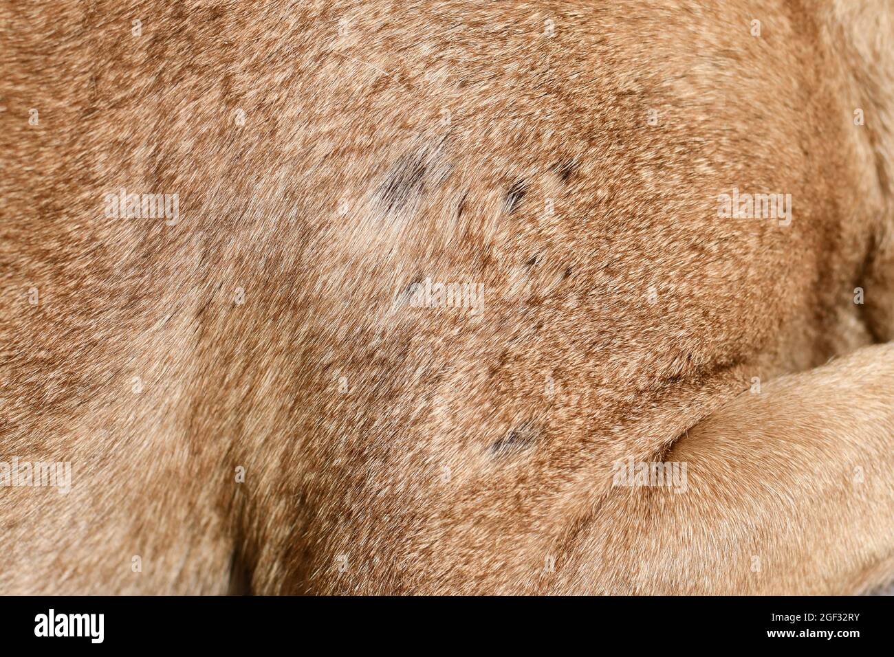 Ferita infetta del cane immagini e fotografie stock ad alta risoluzione