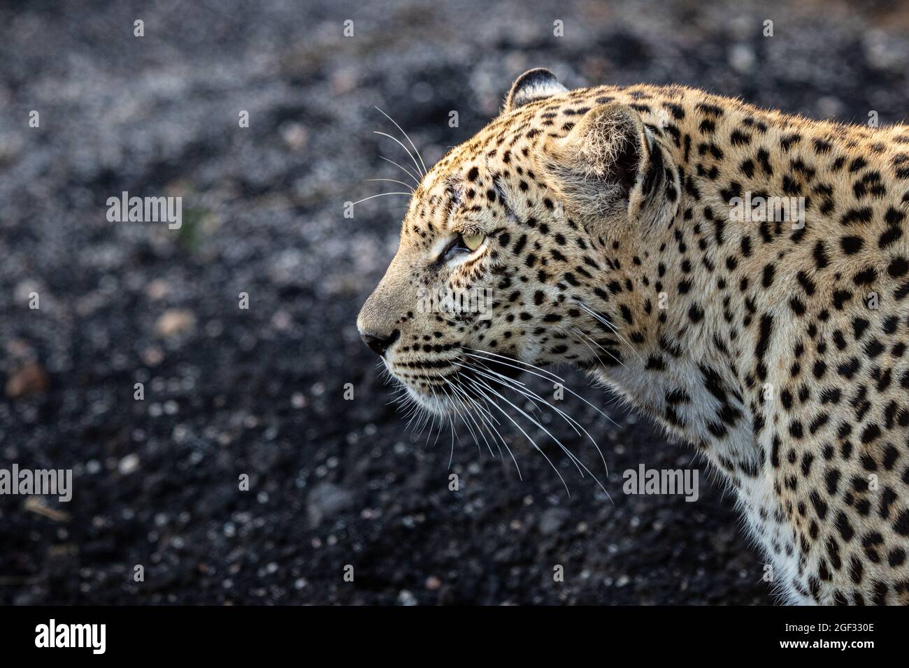 Il profilo laterale di un leopardo, Panthera pardus su sfondo scuro Foto Stock