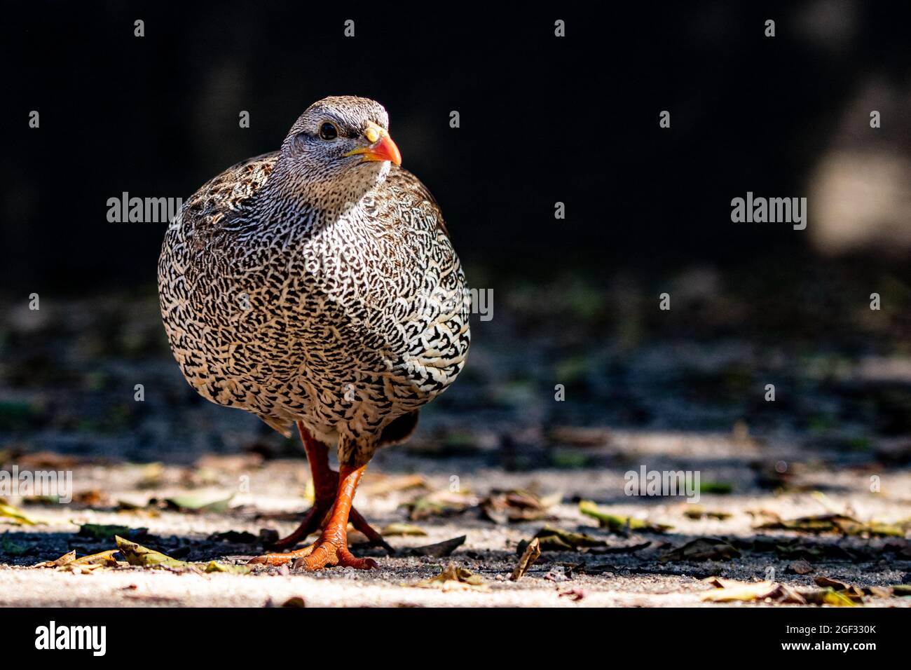 Uno spurfowl natale, Pternistis natalensis, cammina verso la macchina fotografica, sguardo diretto Foto Stock