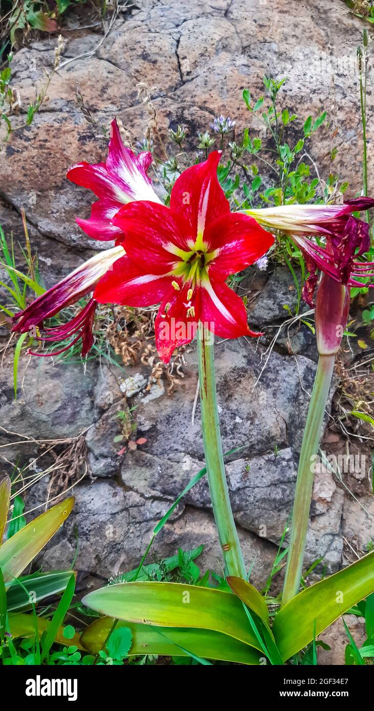 Primo piano verticale dell'Hippeastrum. Foto Stock