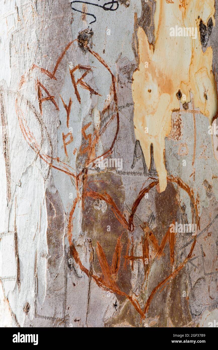 Iniziali di amanti scolpiti in corteccia di albero, Spagna. Foto Stock