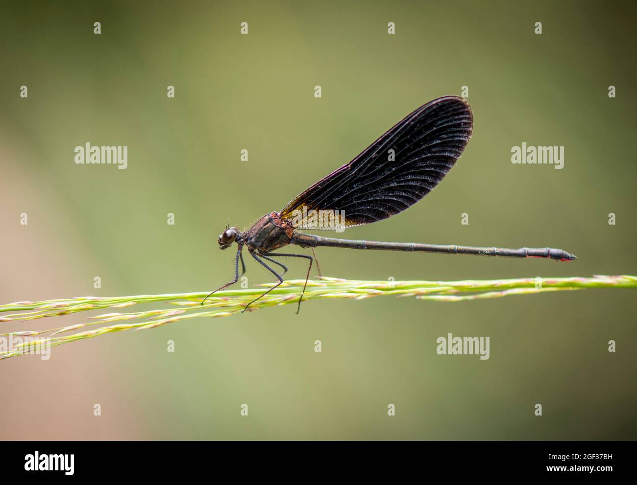 Rame Demoiselle damselfly (Calopteryx hemorrhoidalis), maschio, Andalusia, Spagna. Foto Stock