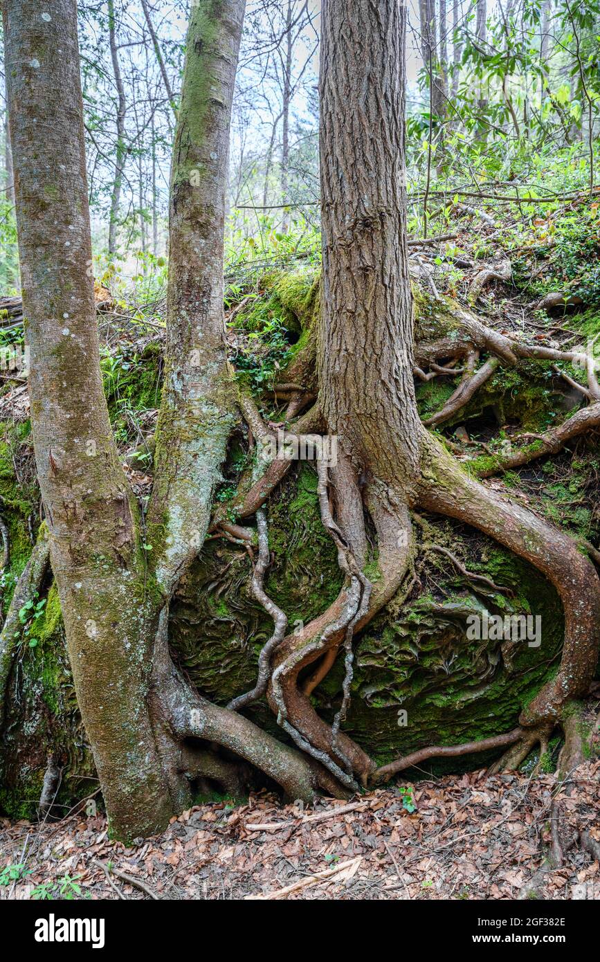 Radici degli alberi e formazioni di arenaria nella Red River Gorge Geological Area in Kentucky Foto Stock