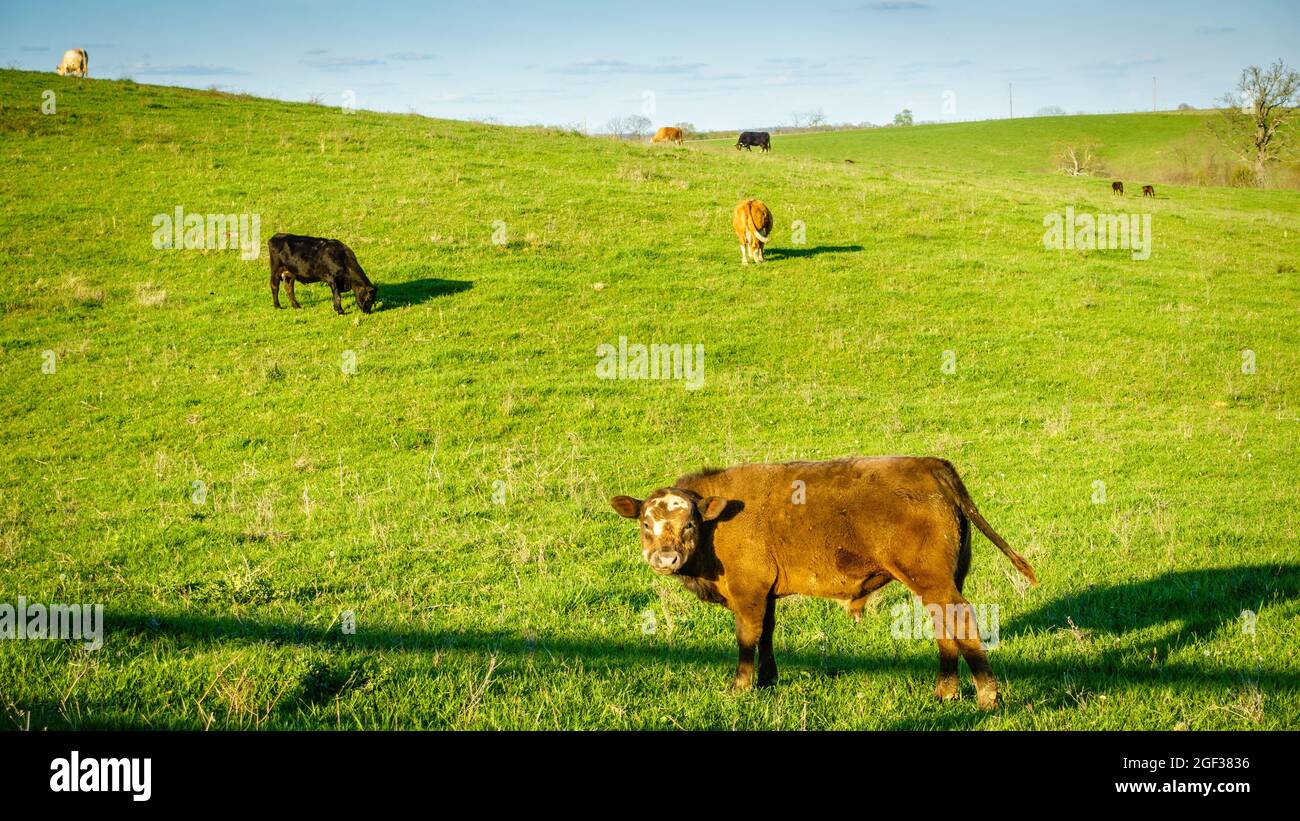 Mucche che pascolo su un pascolo nel Kentucky centrale Foto Stock