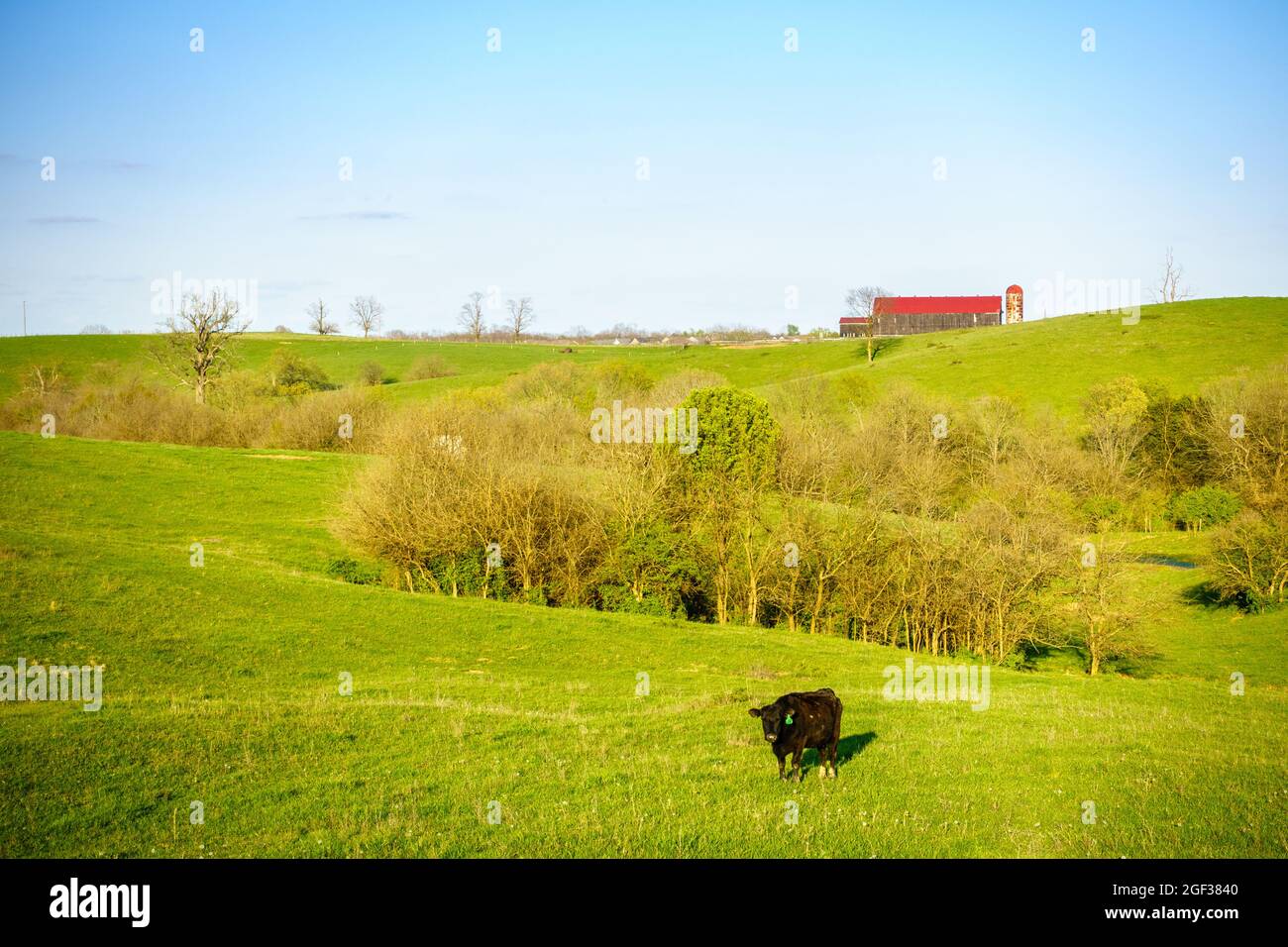 Una mucca nera su un pascolo nel Kentucky centrale Foto Stock