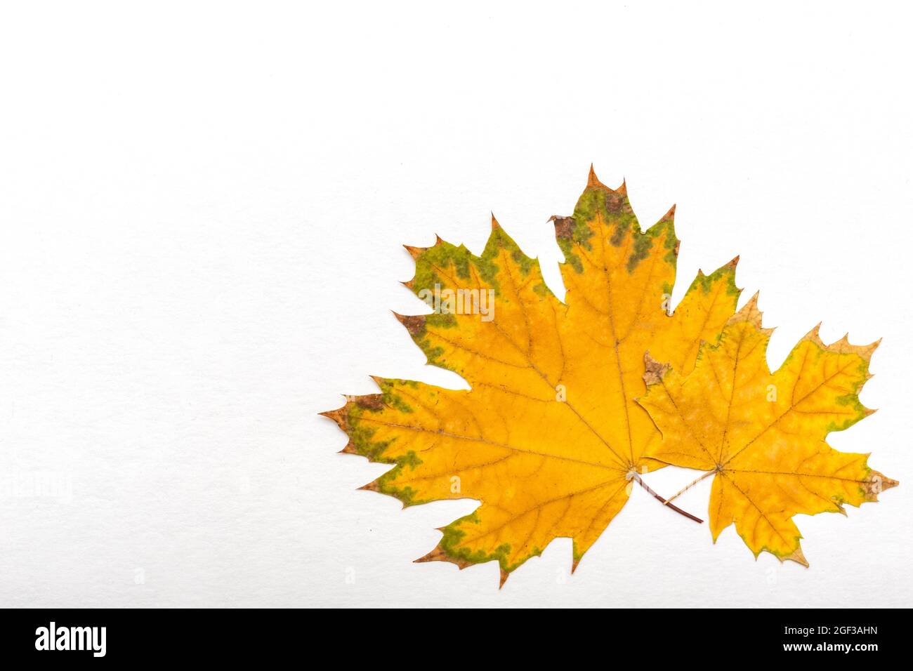 Due foglie di acero giallo asciutto su sfondo bianco, spazio copia, disposizione piatta. Foglie gialle simbolo di autunno, settembre, ottobre, novembre, Halloween. Foto Stock