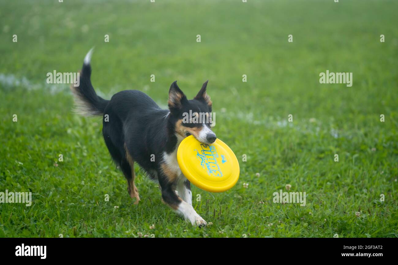Disco Dog. Un animale durante uno spettacolo di Frisbee Dog. Foto Stock
