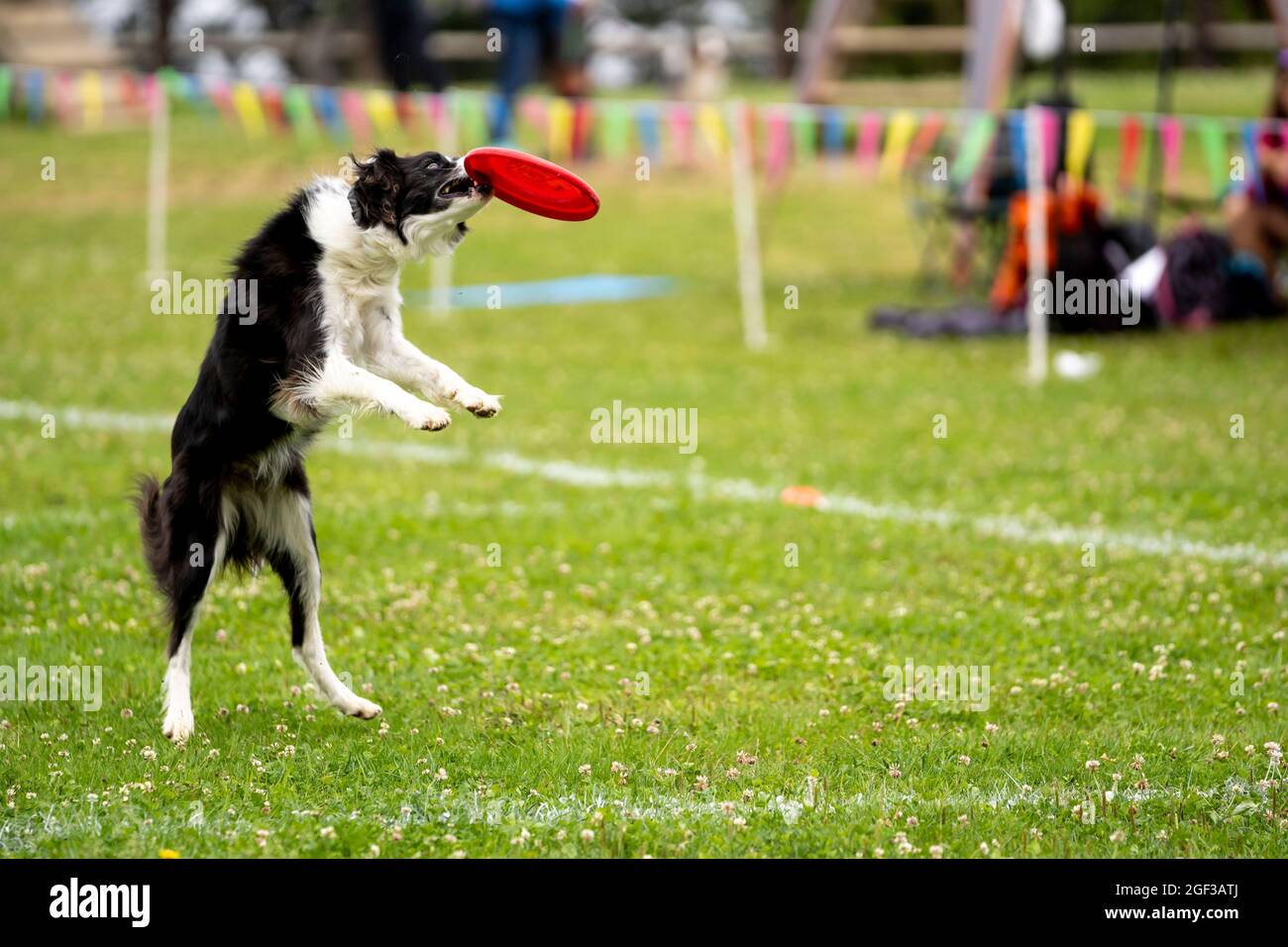 Disco Dog. Un animale durante uno spettacolo di Frisbee Dog. Foto Stock