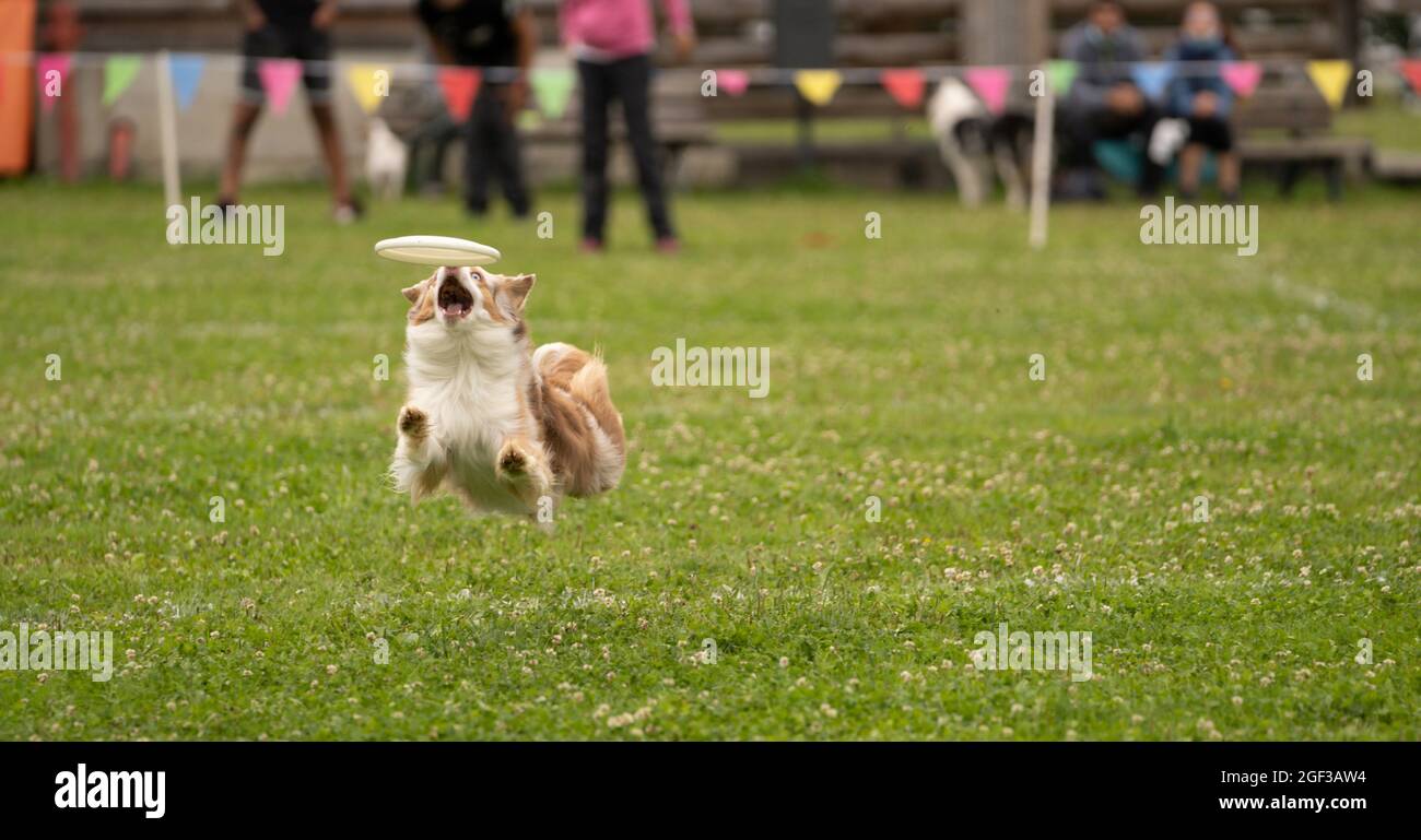 Disco Dog. Un animale durante uno spettacolo di Frisbee Dog. Foto Stock