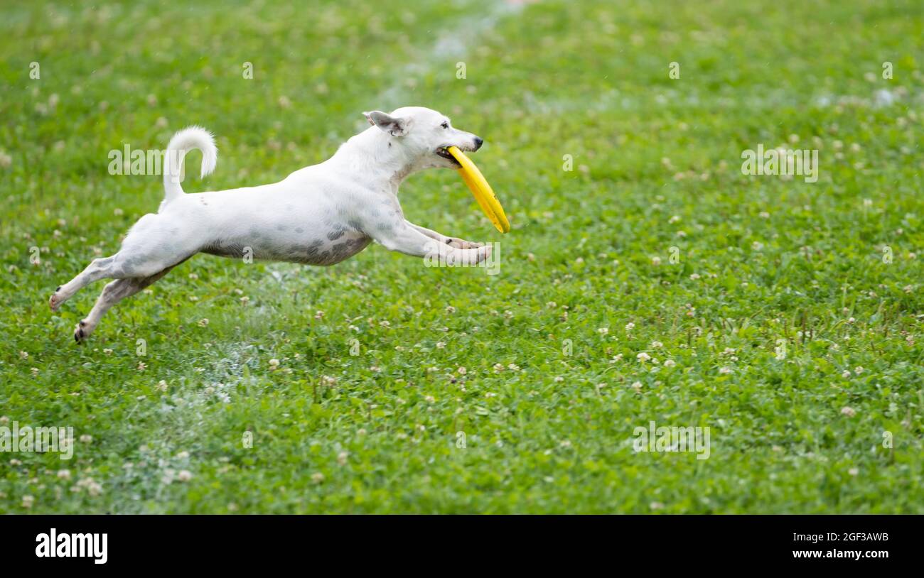 Disco Dog. Un animale durante uno spettacolo di Frisbee Dog. Foto Stock