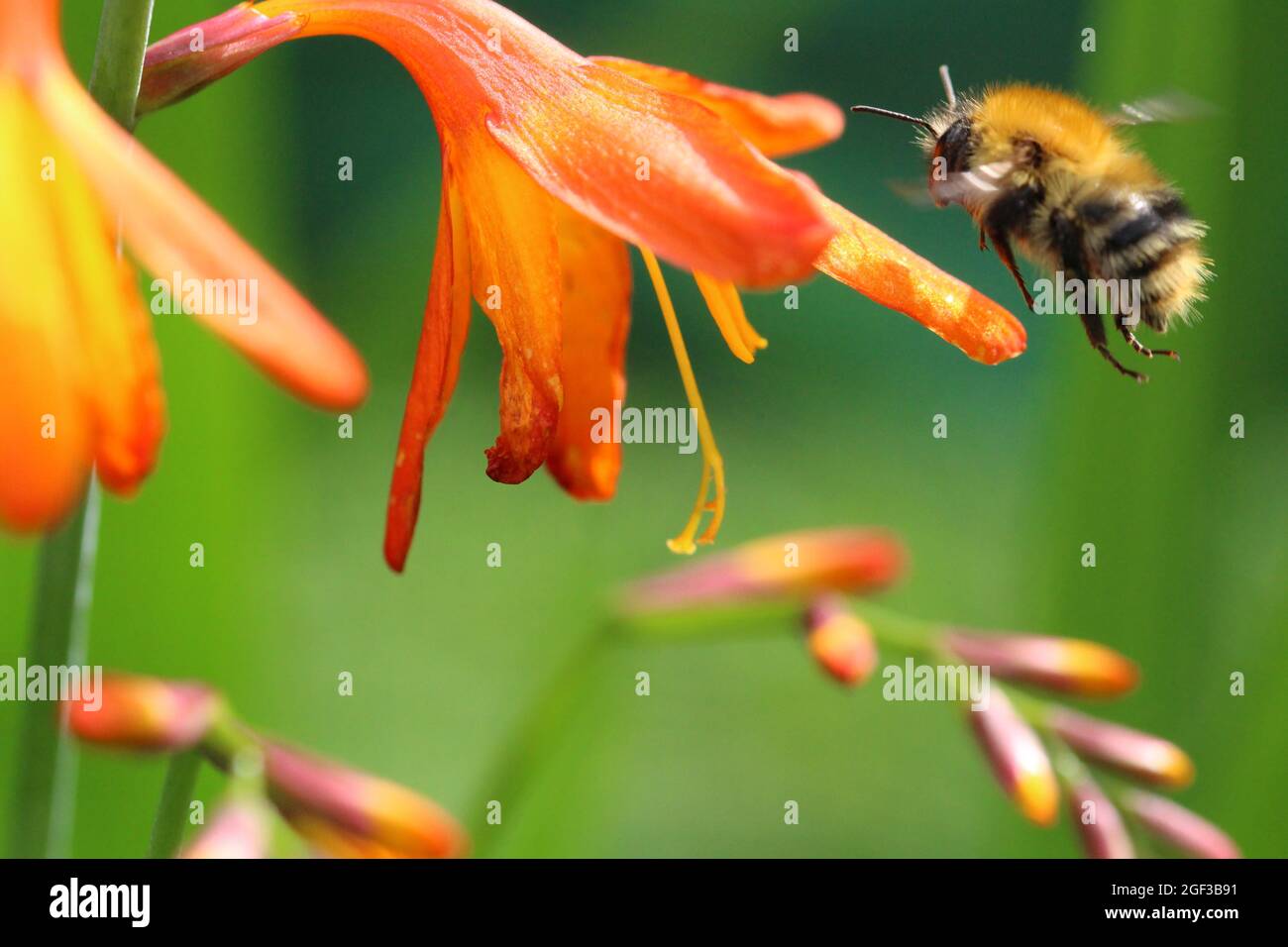 Ape di carda comune in volo tra montbretia in un giardino nel Galles centrale, agosto 2021 Foto Stock